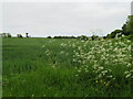 Winter Wheat and Cow Parsley at Oxward in TD11 3LD