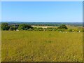 Sheep on the downs in RG20 0AL