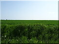 Crop field near Occold in IP23 7PR