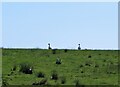 Geese on rough pasture in BL7 8AL