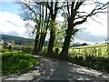 Trees by the track to Ysgiog in LD2 3YP