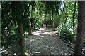 A shady path in CB25 9DN