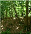 Northgate Wood in Burwash & the Weald Ward