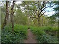 Snelsmore Common path in RG20 8AL