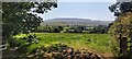 Sheep Pasture with Pendle Hill Distant at Worsaw End in BB7 4BS