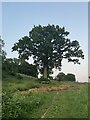 Oak tree with bench leading up to Doverow Hill in GL10 2JZ