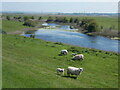 Sheep and lambs by the Swale in ME9 9HH