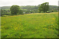 Meadow, Buckland Newton in DT2 7BH