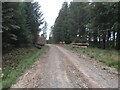 Forestry road near Stannersburn in NE48 1BQ