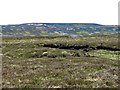 Moorland north of Carrs Hill in DL12 0QY