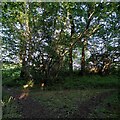 A corner of Wainbody Wood in CV4 7AB