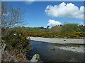 Gorse on bank of Afon Ystwyth in SY23 4SB