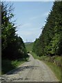 Forest track in Tocher Lodge Moss in TD7 4NZ