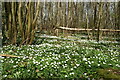 Spring flowers, Whitewick Wood in TN26 3TJ