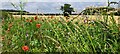Poppies and mallow, in the verge by the A1094 in Friston