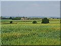 Field of cereal near Bluntington, Worcestershire in DY9 0BZ
