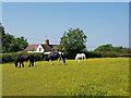 Horses in a field, Woodrow, Chaddesley Corbett in DY10 4NL