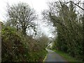 Overhanging trees south of Tan-y-cwarel in Lledrod Community