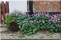 Flower bed on Main Road, Drayton Parslow in MK17 0JT