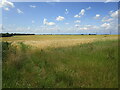 Ripening barley near Boothby Graffoe in Boothby Graffoe