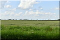 Coldham: Wheat field in PE14 0LD