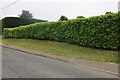 Decorative hedges on Dunstable Road, Tilsworth in LU7 9FQ