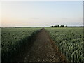 Footpath to Wellingore in Navenby & Brant Broughton Ward