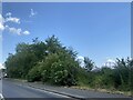 Overgrown hedgerow on A415 in OX14 3EP