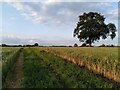 Path, cornfield and tree, Ryton on Dunsmore in CV8 3DX