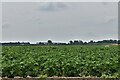 Narborough: Potato crop in PE33 9JR