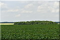 Shouldham: Crop with Bowl Wood in the distance in PE33 9FA
