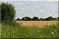 Shouldham: Barley crop in PE33 9EX