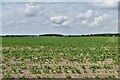 Shouldham: Sugar beet crop in PE33 9HT