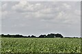 Shouldham: Broad bean crop in PE33 9HE