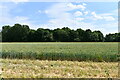 Stow Bardolph: Wheat crop and Spring Wood beyond in PE34 3HR