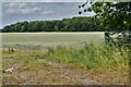 Crimplesham: Crop with Crimplesham Wood beyond in PE33 9EA