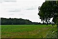 Shouldham Thorpe: Crop and Carter's Wood beyond in PE33 9HL