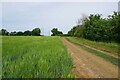 Barley Field by Footpath 10 in CB10 1UX