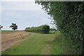 Hedge Near Pond Plantation in CB10 1NJ