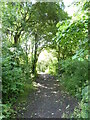 Footpath through the trees by the River Arrow in B98 7EU