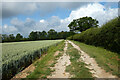 Track and farmland, West Meon in GU32 1JP
