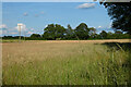 Grassland, Binfield in RG42 5QL