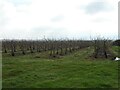 Orchard, Mount Pleasant in WR12 7HZ