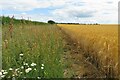 Wild margin of the barley field in Great and Little Chishill