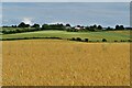 Looking over the farmland to Heydon on the hillside in SG8 8QA