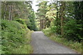 Forest track, Succoth in G83 7AW