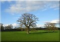 Trees in pasture, Adlestrop in GL56 0UR