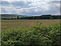 Bracken and grassland near Ceiriog Forest in Llansantffraid Glyn Ceiriog Community