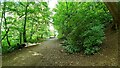 Footpath at NE edge of Clifton Woods Nature Reserve in NG11 8TD