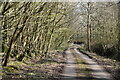 Lane through Great Heron Wood in TN26 2ND